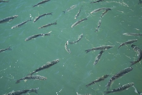 Marina De La Duquesa